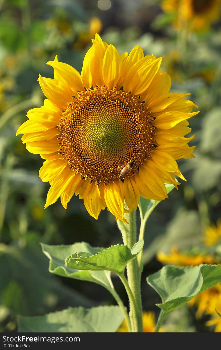 Sunflower blooming already taken one farm. Sunflower blooming already taken one farm.