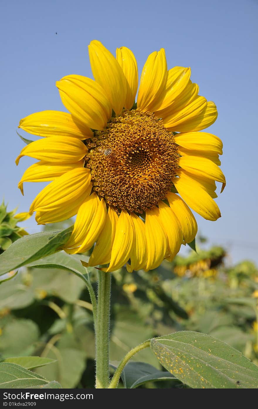 Sunflower blooming already taken one farm. Sunflower blooming already taken one farm.