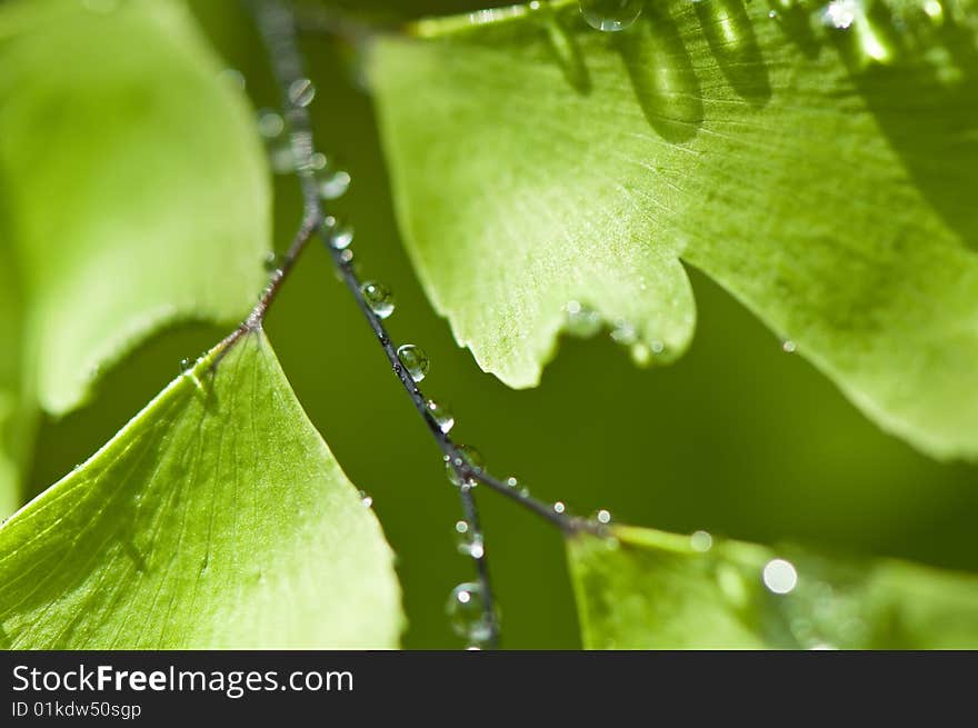 Green leaf with drops