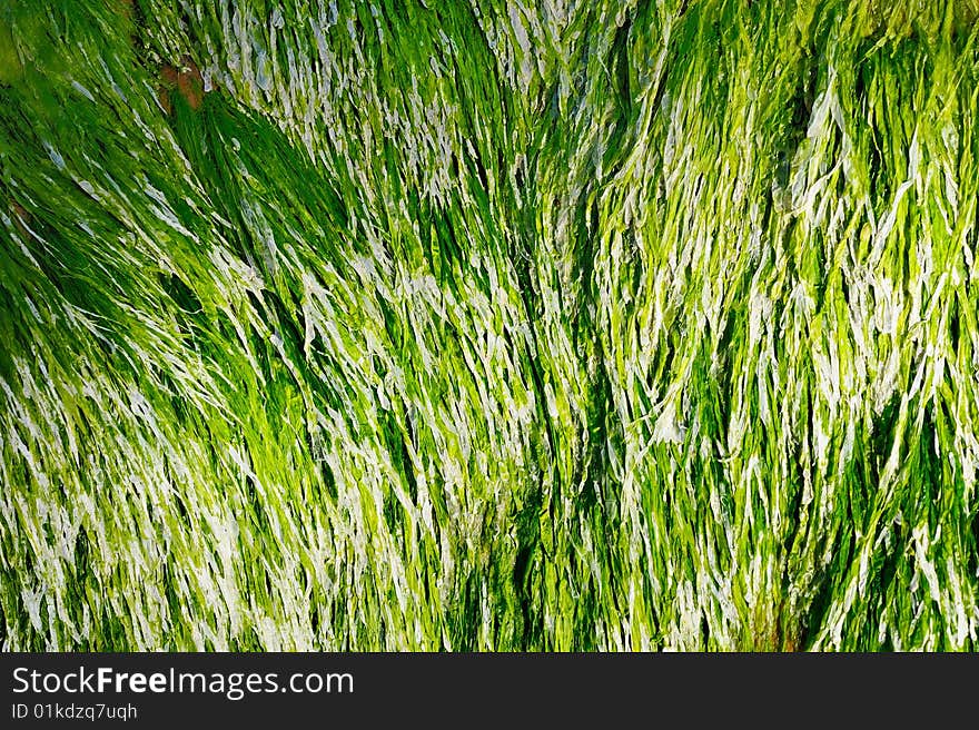 Dark-green algae in the clear water sea. Dark-green algae in the clear water sea