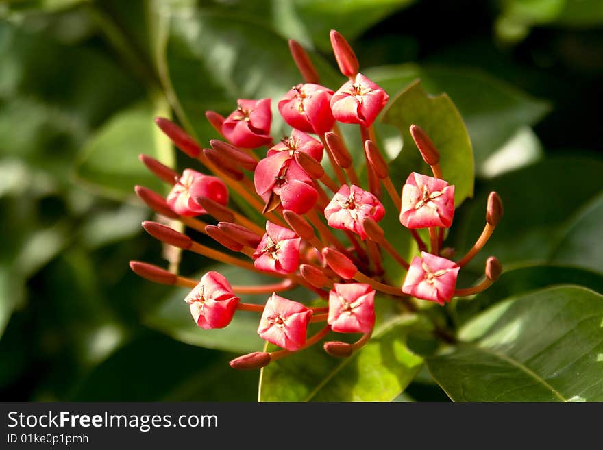 Red stamens