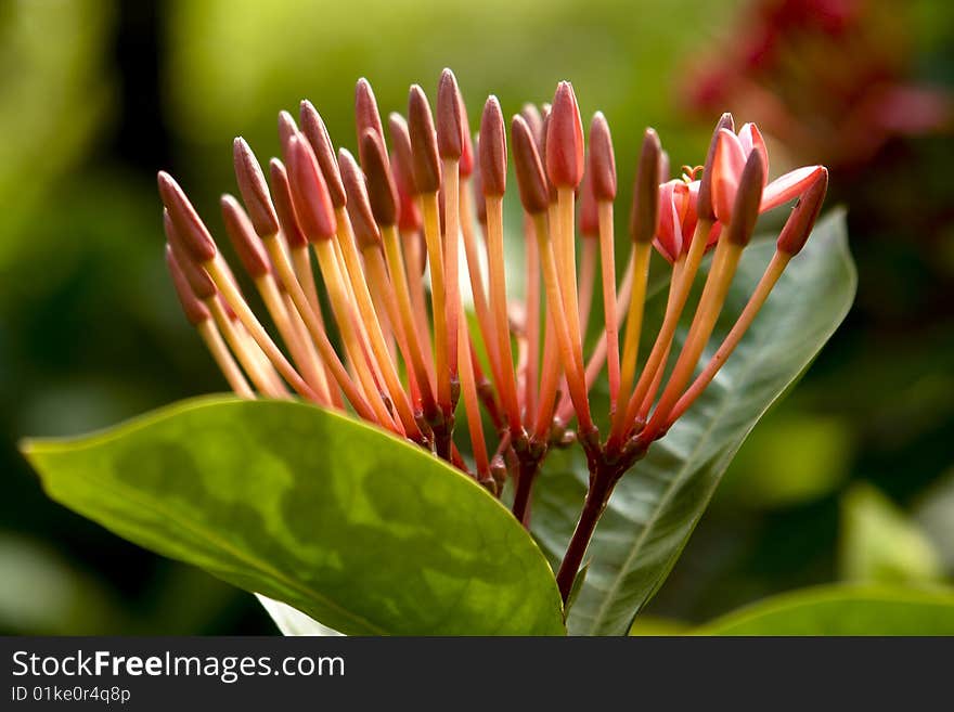 Red stamens