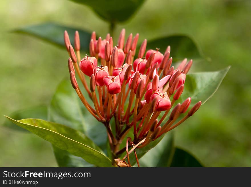 Red Stamens