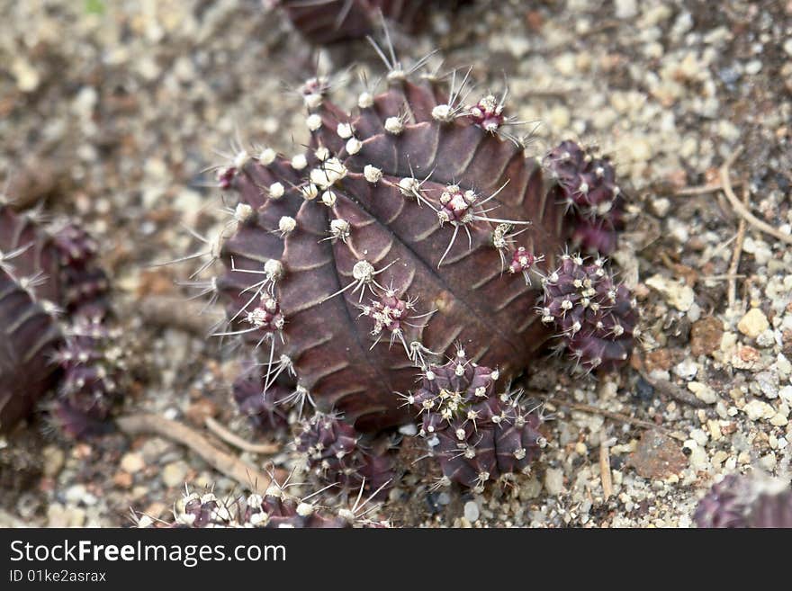 A dark purple little cactus with close-up in south china botanical garden in guangzhou city. A dark purple little cactus with close-up in south china botanical garden in guangzhou city