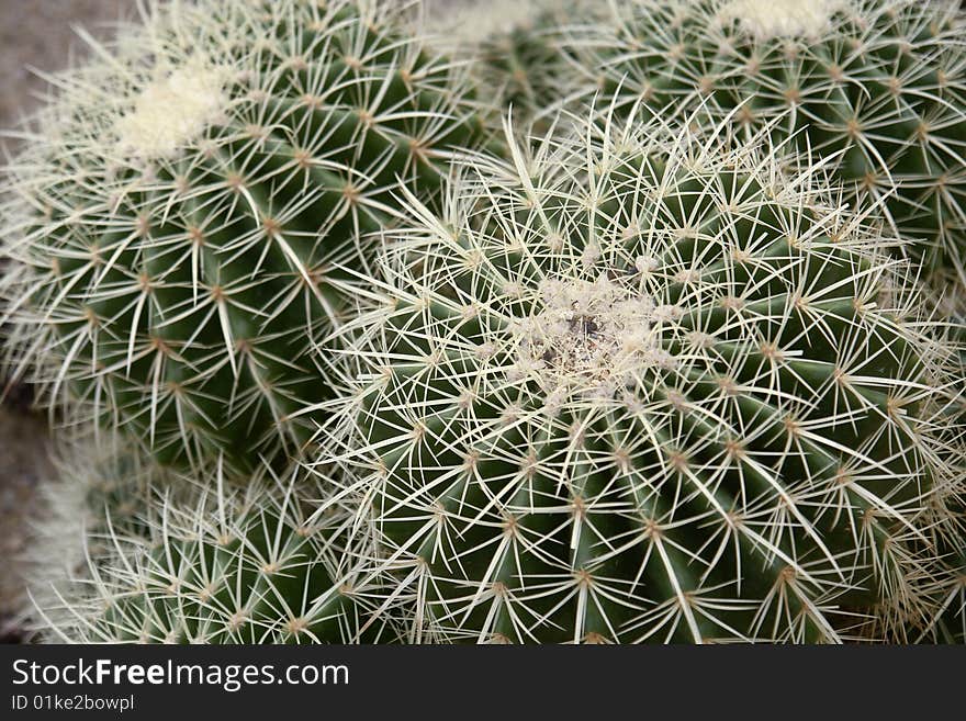 Several globe-shaped cactus took in greenhouse of south china botanical garden