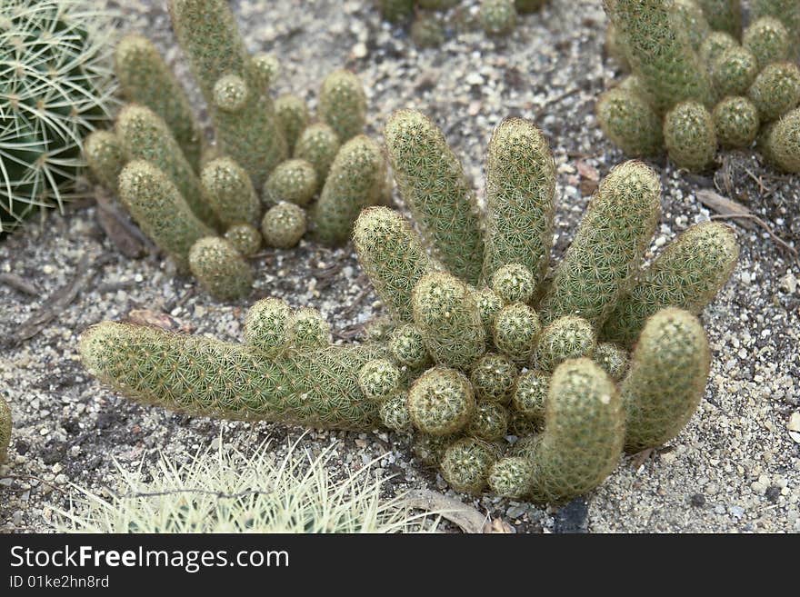 Small cactuses