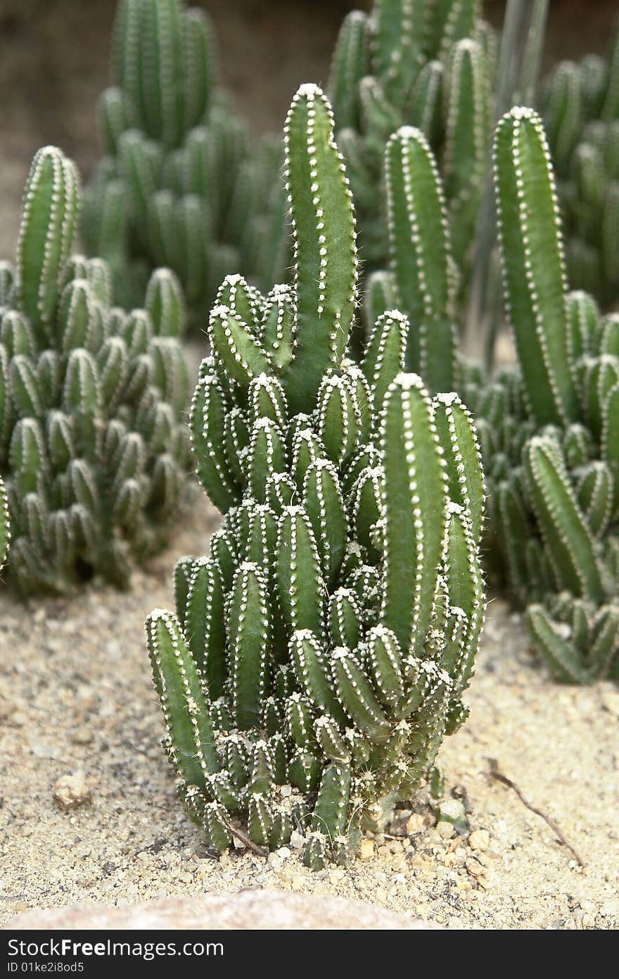 Small green strip cactuses in greenhouse of south china botanical garden in guangzhou city