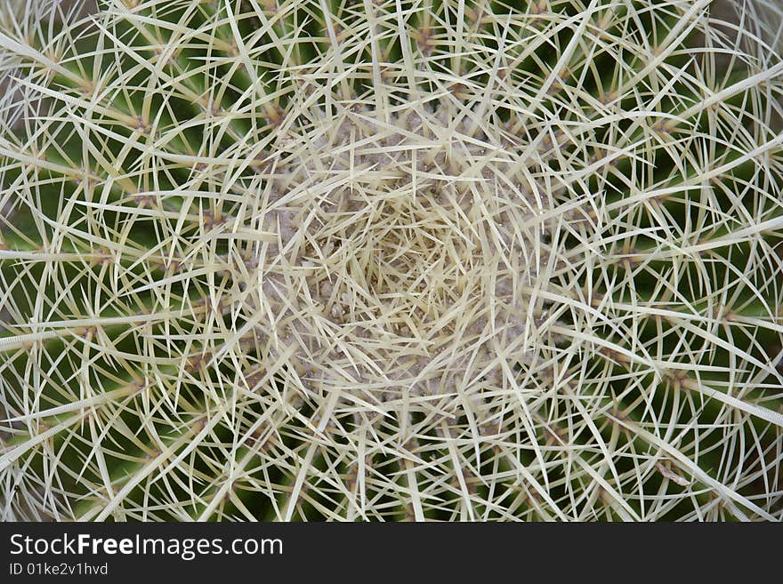 The head of a globe-shaped cactus,taken in south china botanical garden in guangzhou city. The head of a globe-shaped cactus,taken in south china botanical garden in guangzhou city