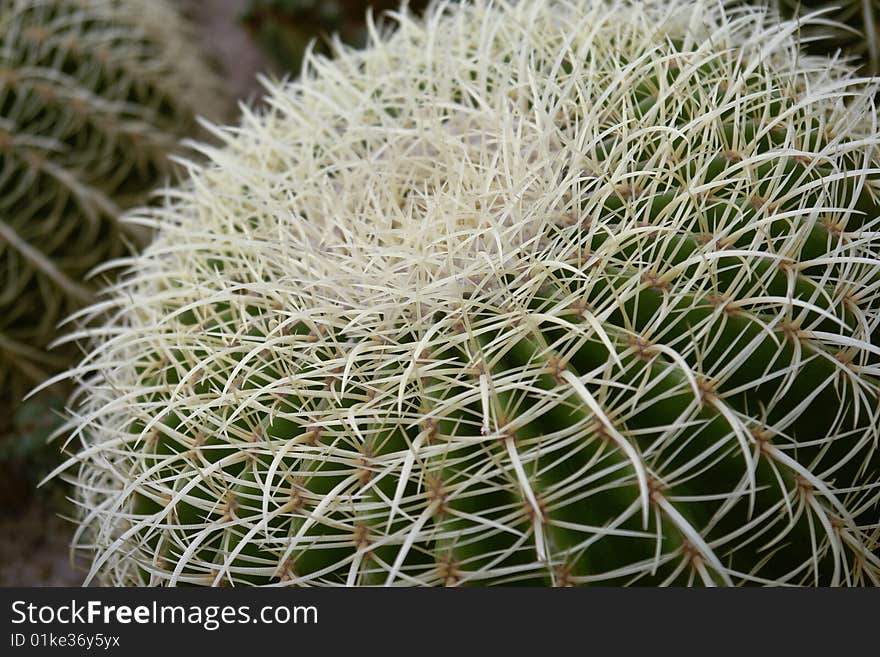 Close-up for a big globe-shaped cactus in south china botanical garden in guangzhou city. Close-up for a big globe-shaped cactus in south china botanical garden in guangzhou city