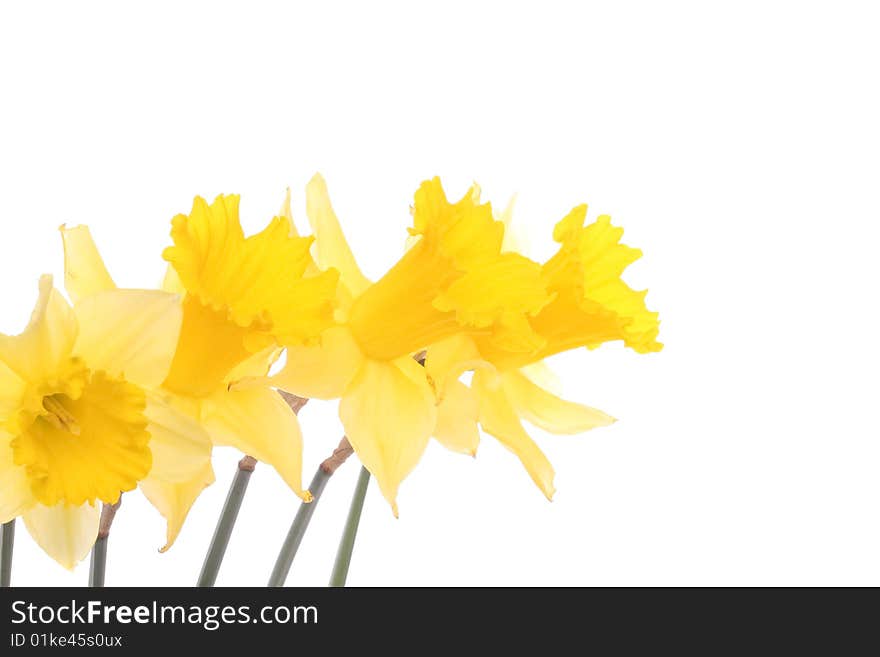 Yellow daffodils over white background