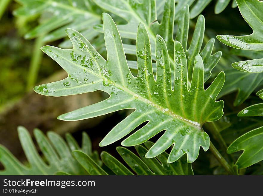 Fern leaf