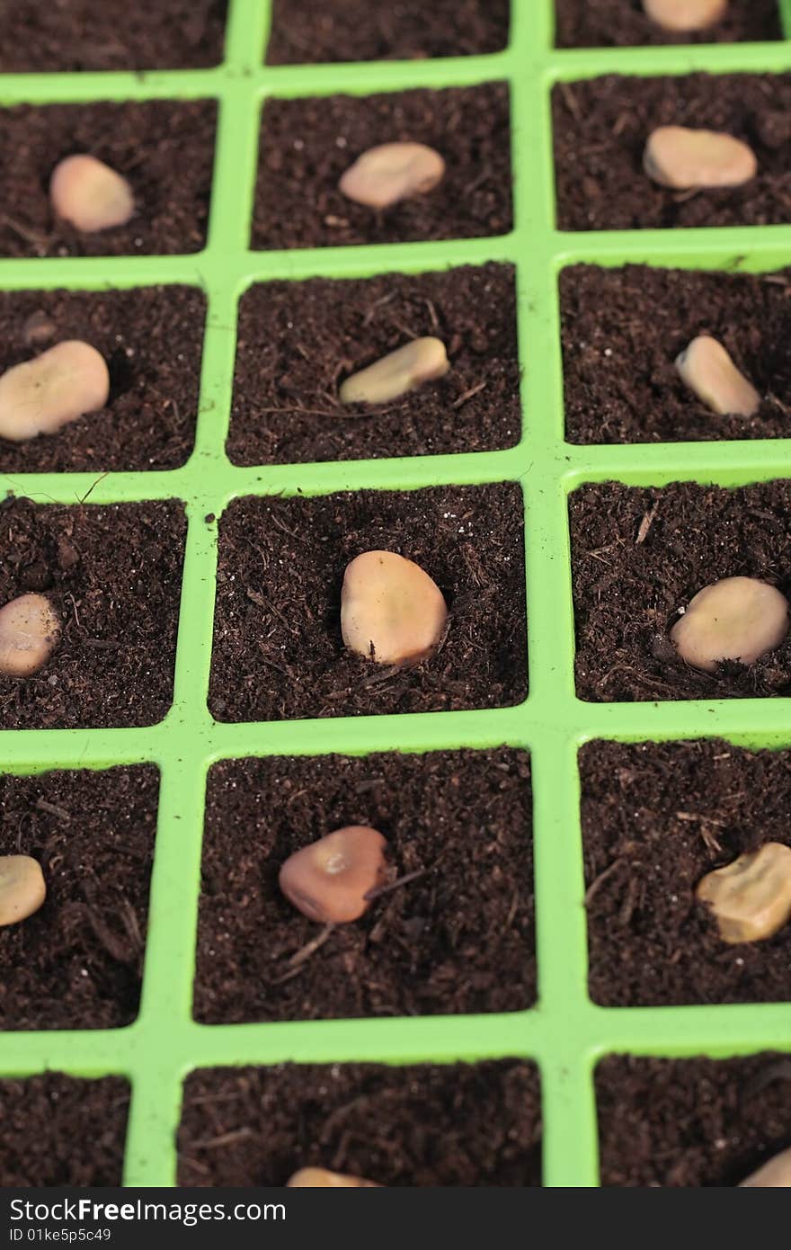 Vegetable seeds tray closeup