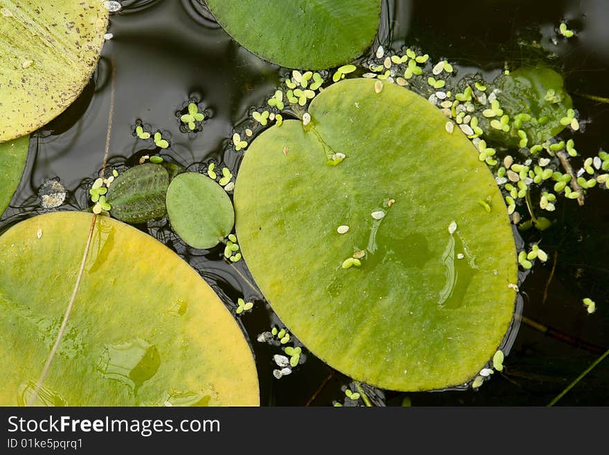 Lotus leaf in water