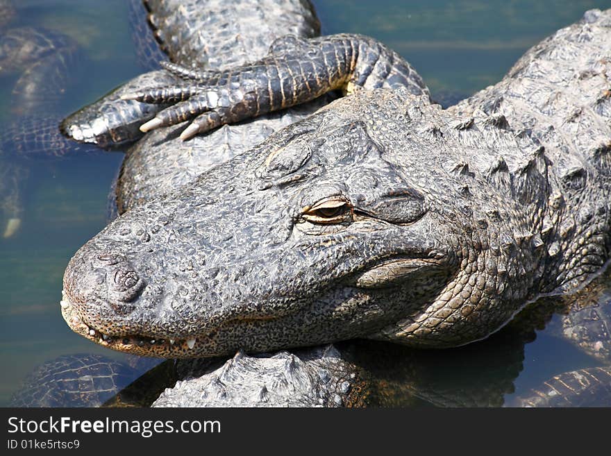 Alligator in a park in Florida State