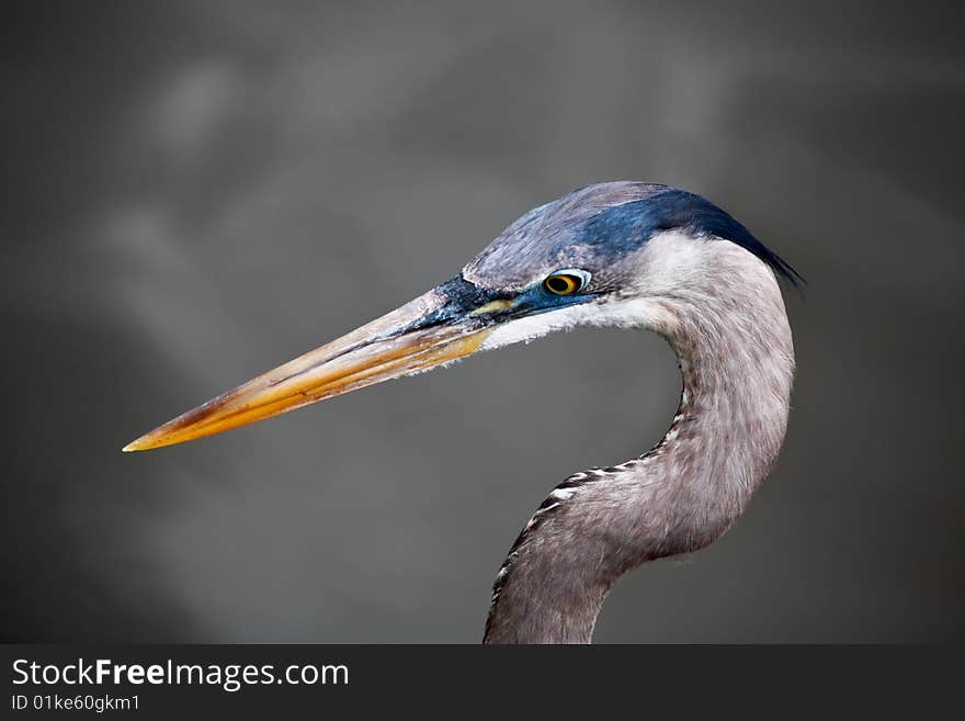 Tropical bird in a park in Florida