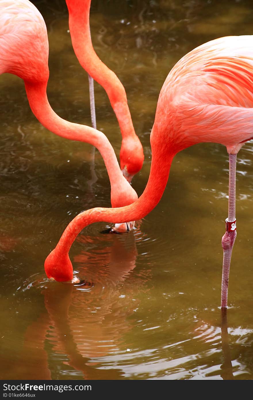 Red Flamingo In A Park In Florida