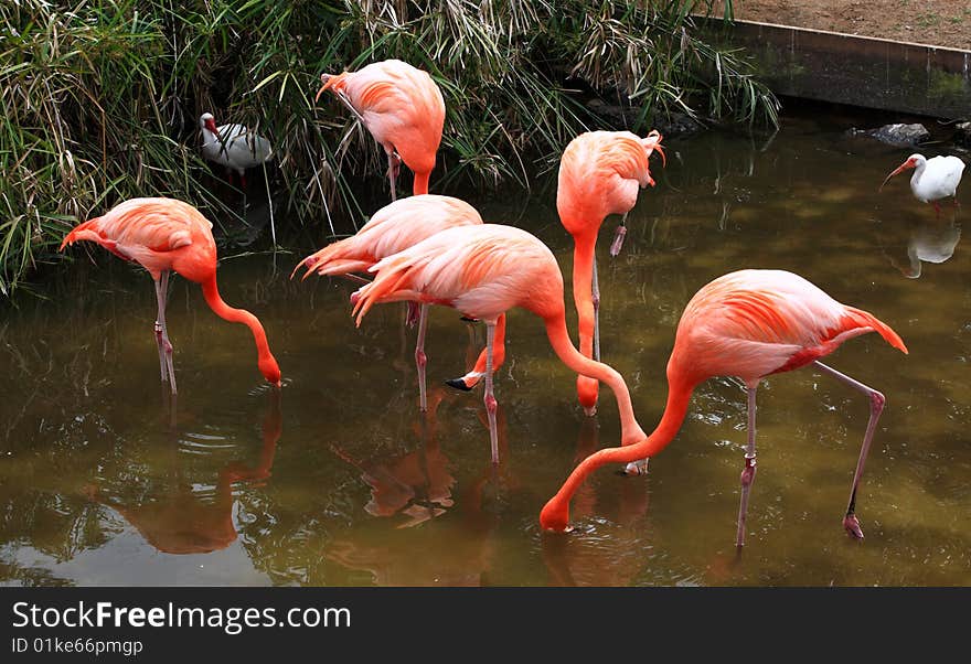 Red Flamingo In A Park In Florida