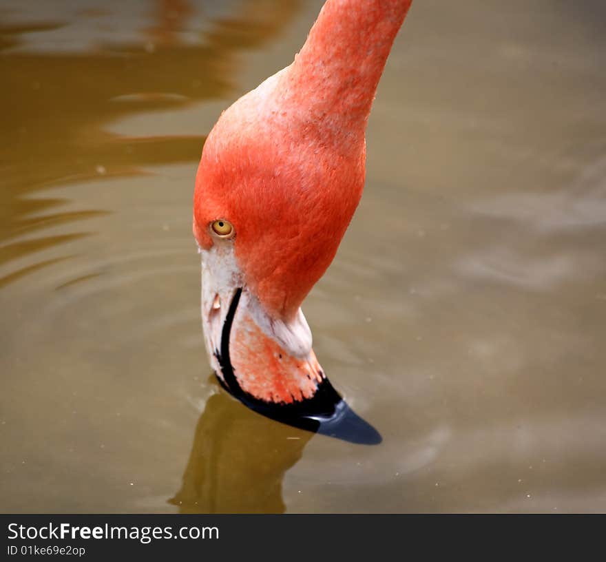 Red flamingo in a park in Florida