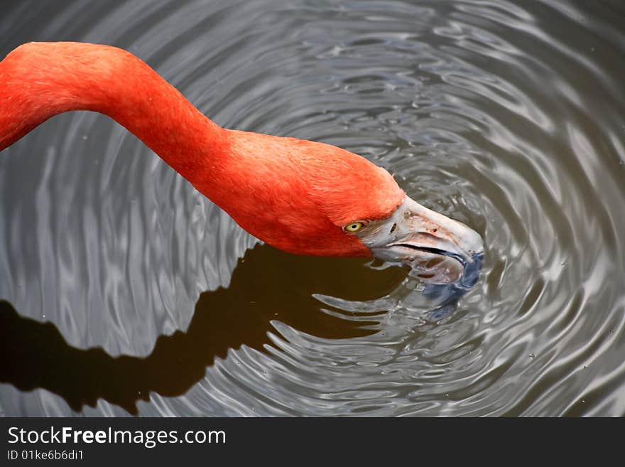 Red flamingo in a park in Florida USA