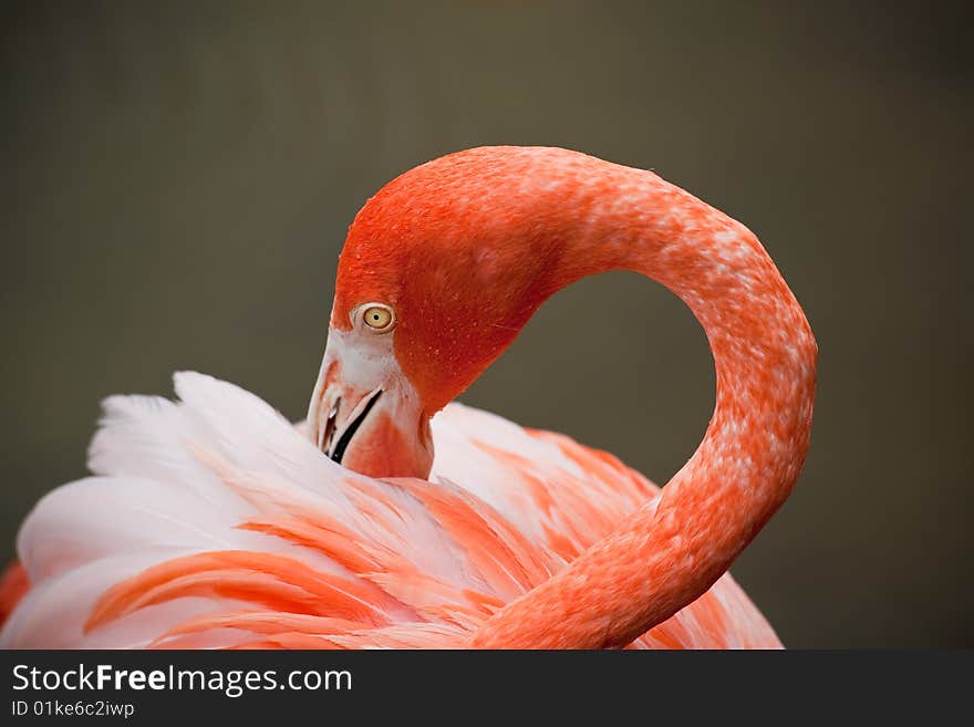 Red flamingo in a park in Florida USA