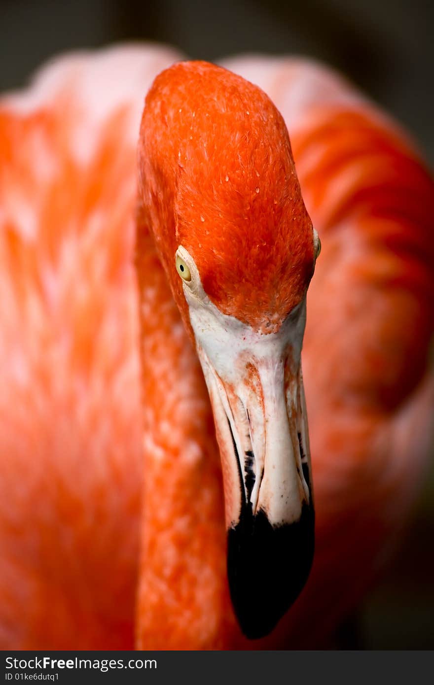 Red flamingo in a park in Florida USA