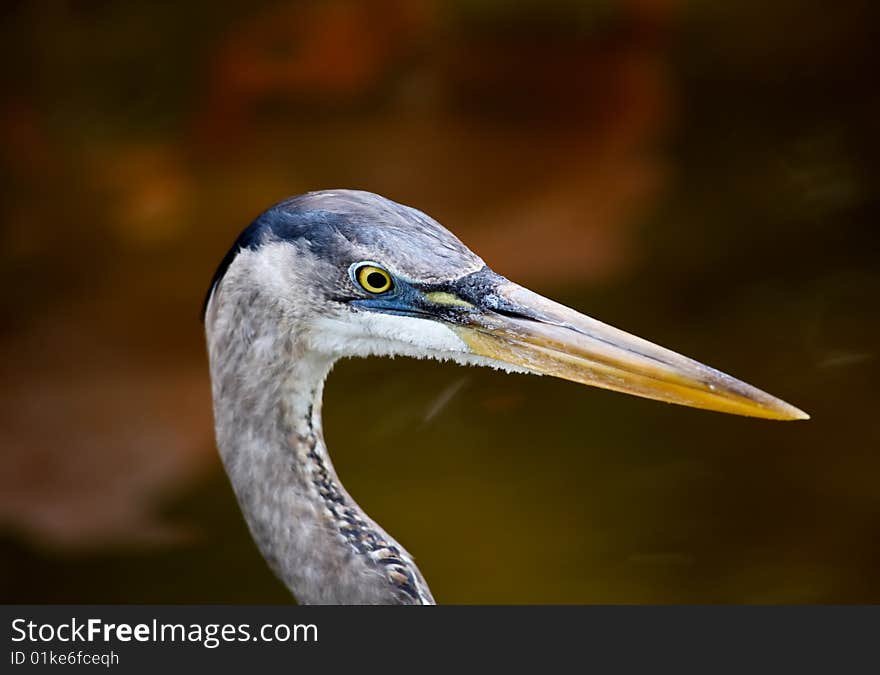 Tropical Bird In A Park In Florida