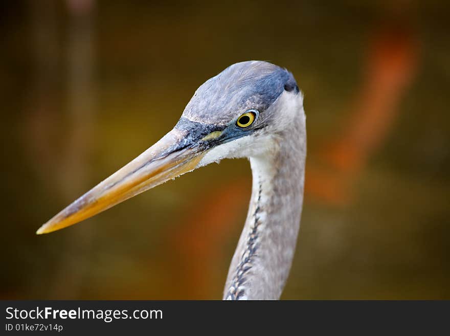 Tropical bird in a park in Florida