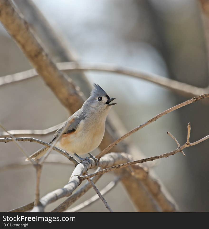 Tufted Titimouse