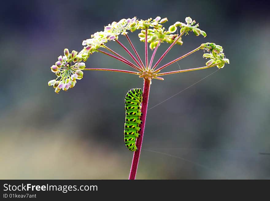 Butterfly larvae