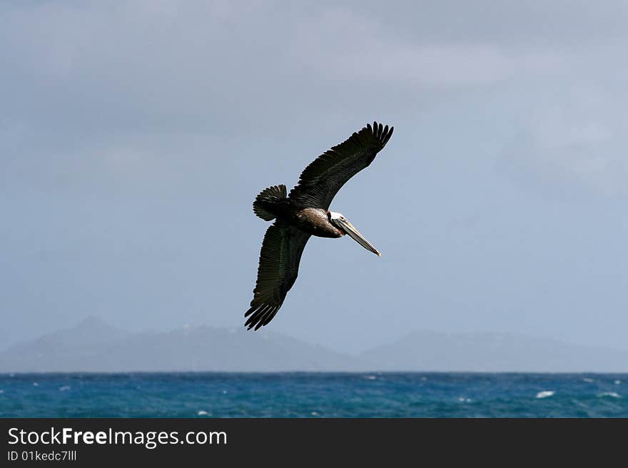 A pelican fly's above the ocean, with St Barths in the background. A pelican fly's above the ocean, with St Barths in the background