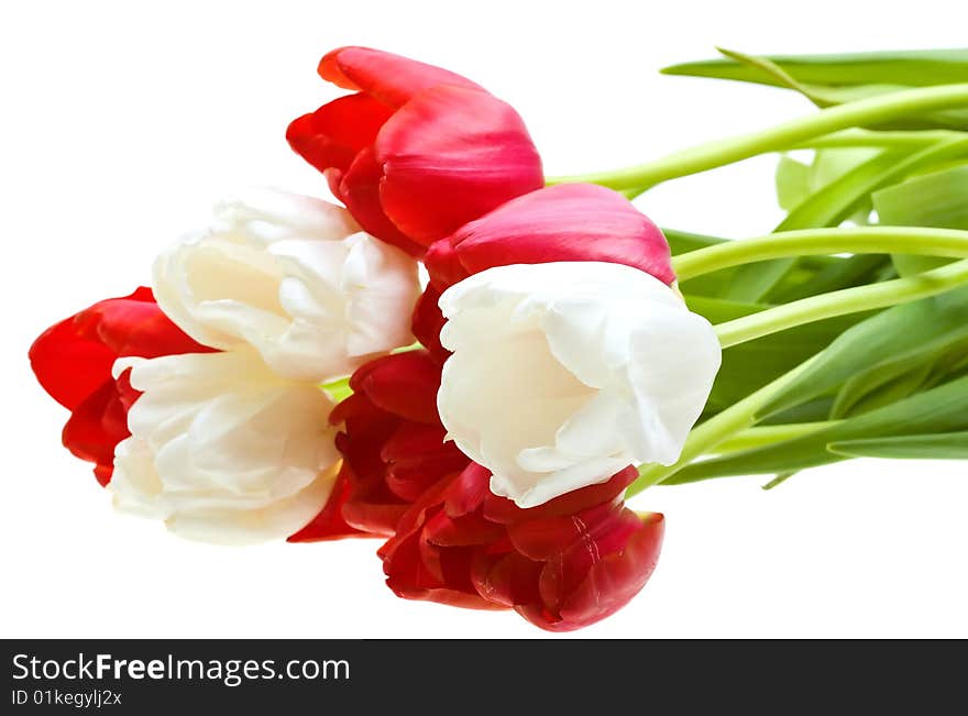 Colored tulips isolated over white