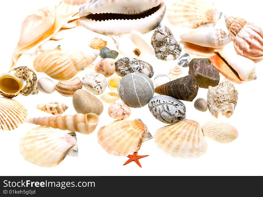 Beautiful seashells isolated on white