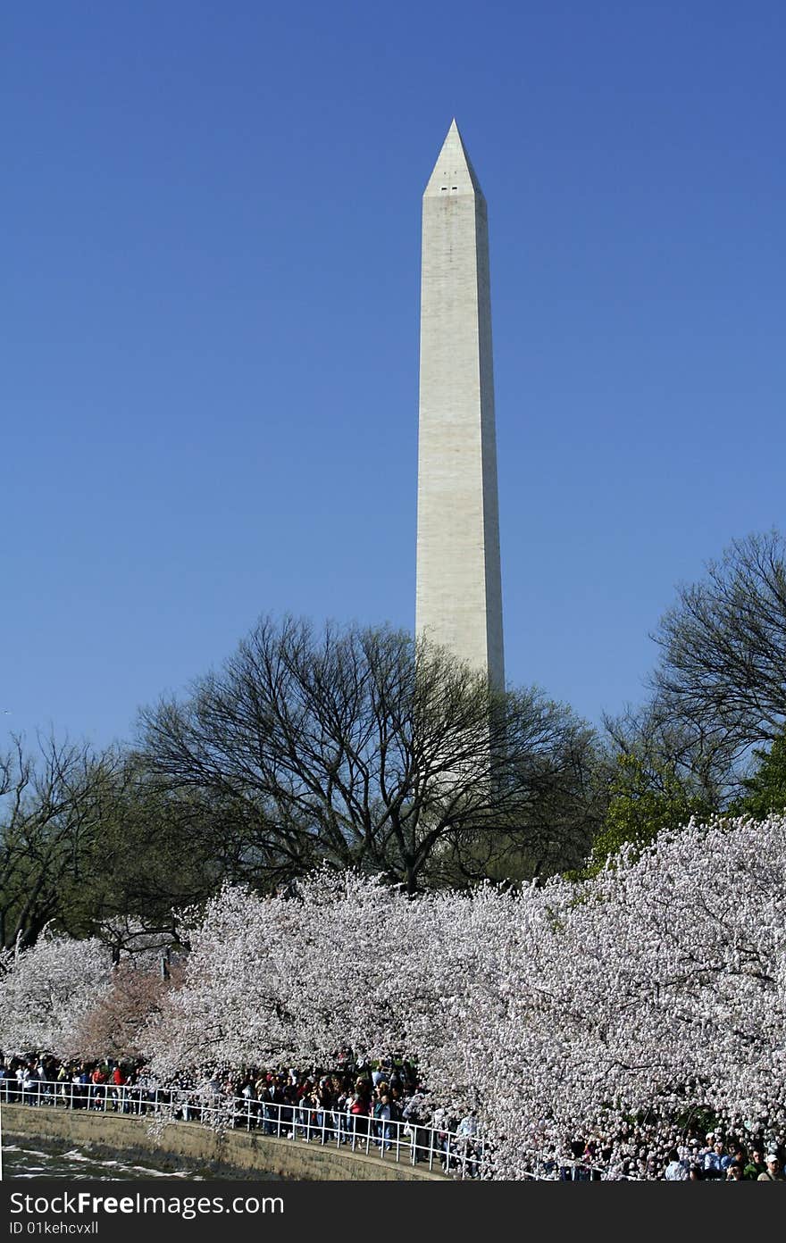 Cherry Blossom in Washington