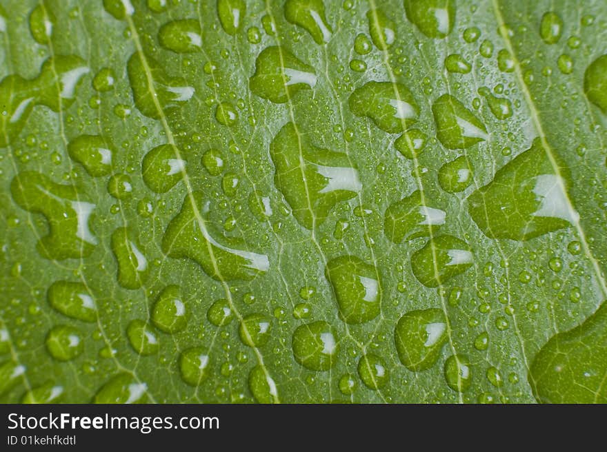 Texture leaf with water drops