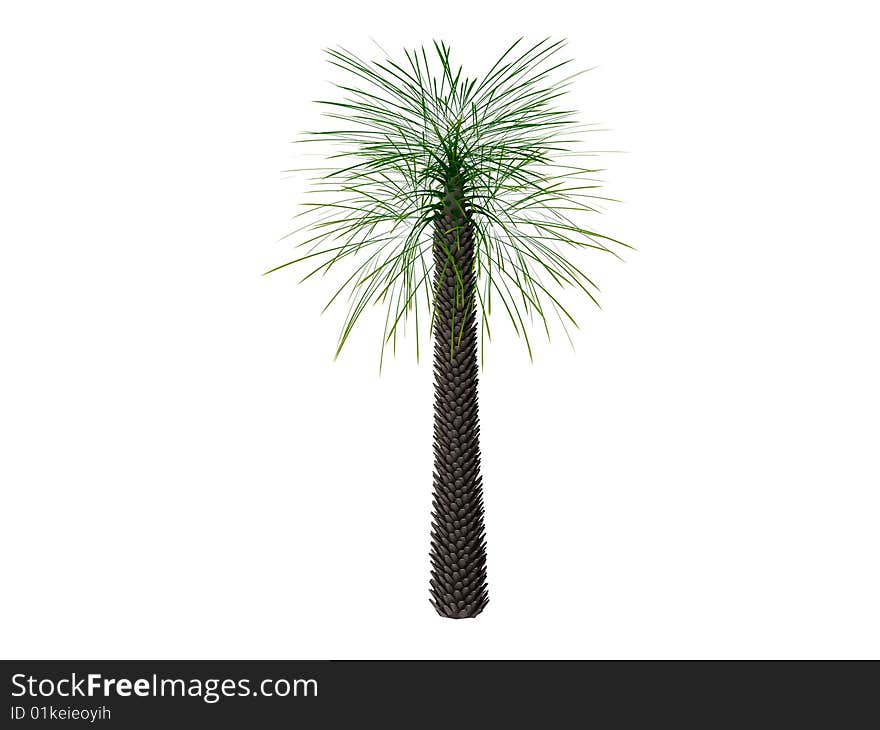 3d render of palm. Isolated on white background. 3d render of palm. Isolated on white background.