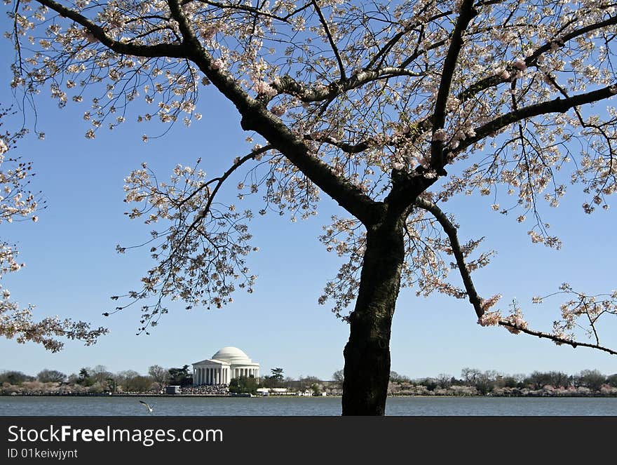 Cherry Blossom in Washington