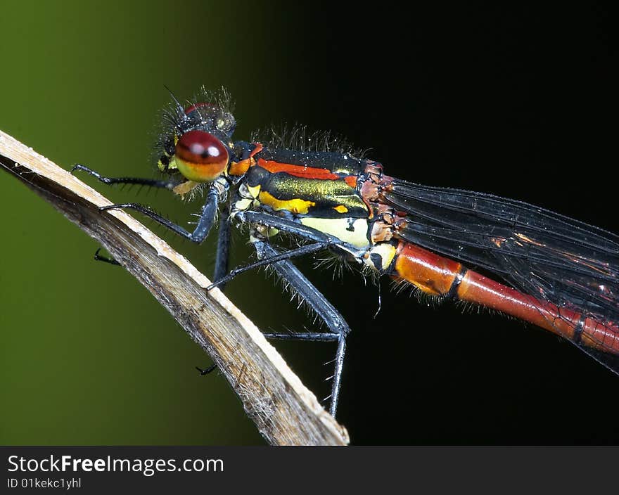 Adult red Damselfly having a sun bath.