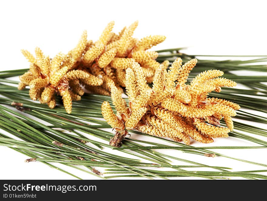 Flower and leaf pine on a white background. Flower and leaf pine on a white background