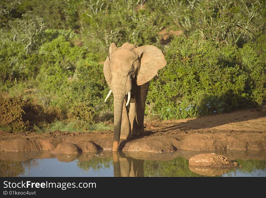 A lone Elephant enjoys a drink in early morning light. A lone Elephant enjoys a drink in early morning light