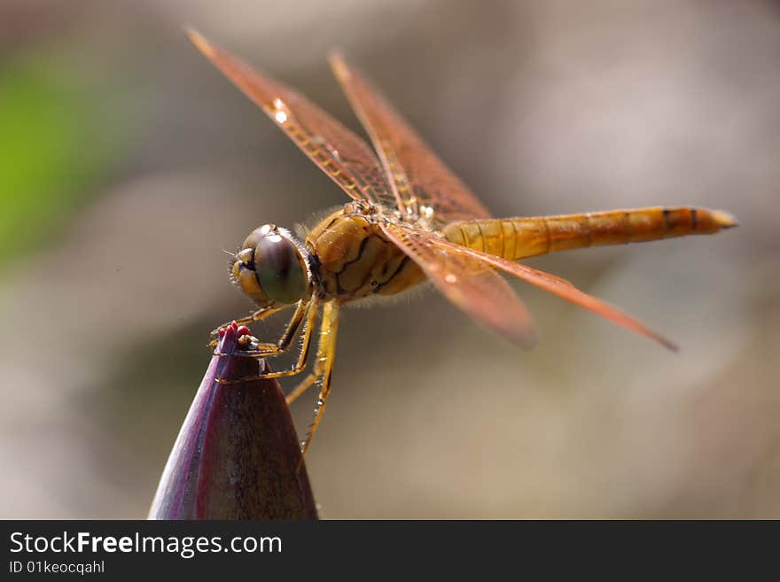 This is only a dragonfly