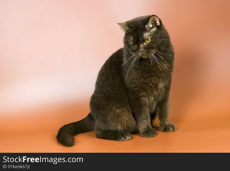 Cat in studio on a neutral background