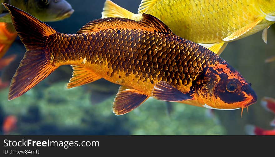 Goldfish. Latin name - Carassius auratus. Goldfish. Latin name - Carassius auratus