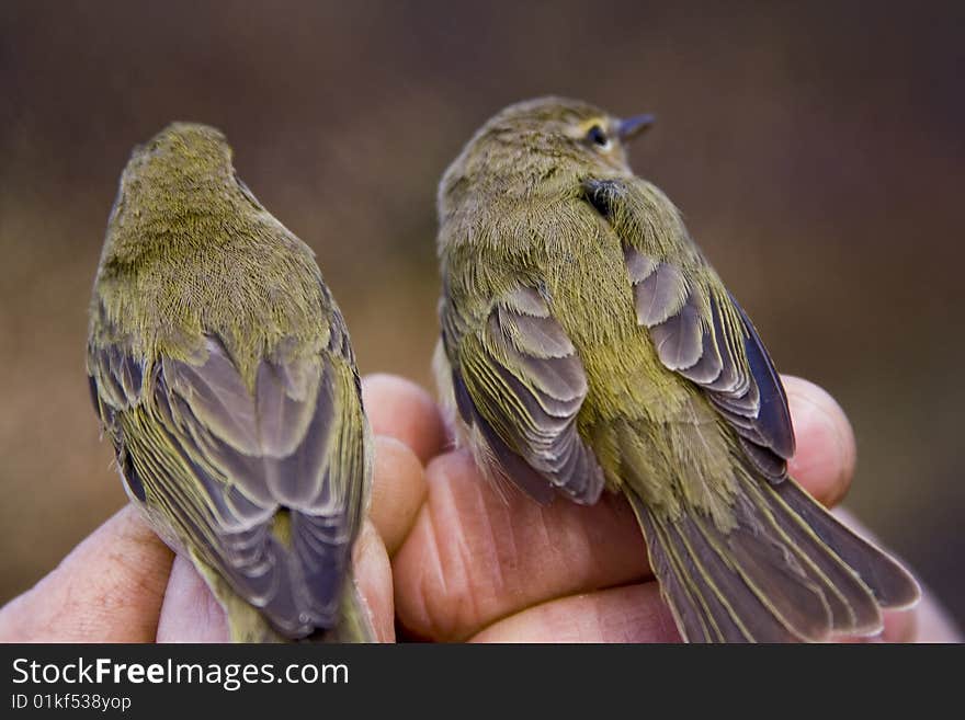 Two chiffchaff birds standing on a man's hand. Two chiffchaff birds standing on a man's hand