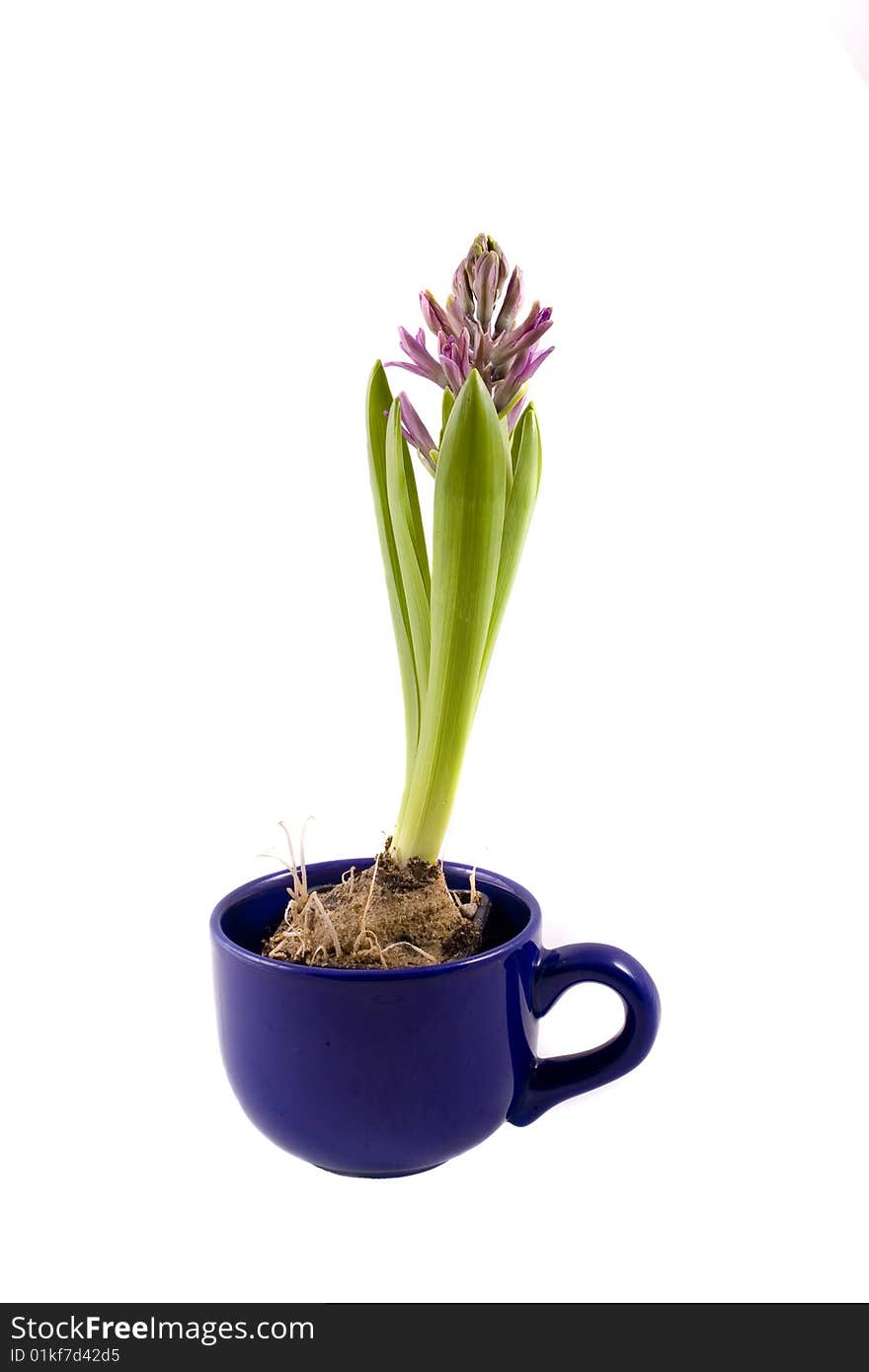 Spring flower pink hyacinth on white background. Spring flower pink hyacinth on white background