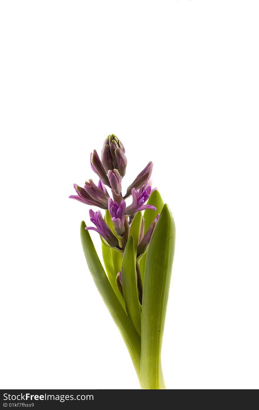 Spring flower pink hyacinth on white background. Spring flower pink hyacinth on white background