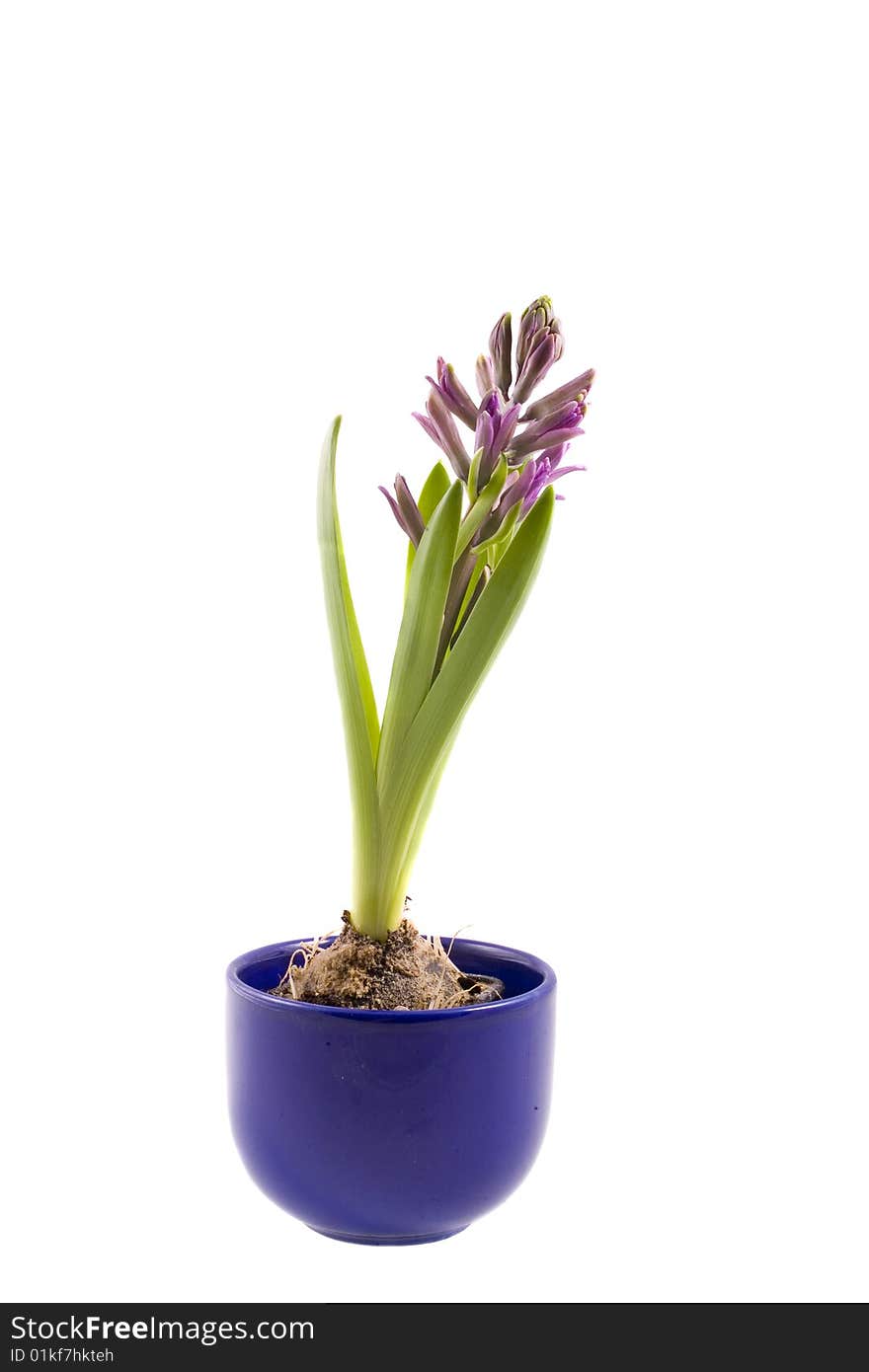 Spring flower pink hyacinth on white background. Spring flower pink hyacinth on white background