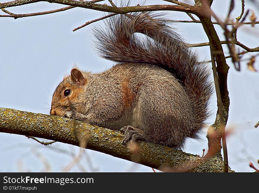 Gray Squirrel