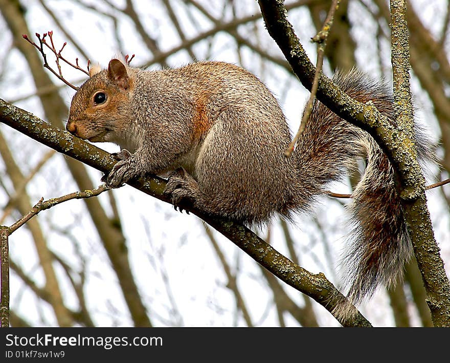 Gray Squirrel