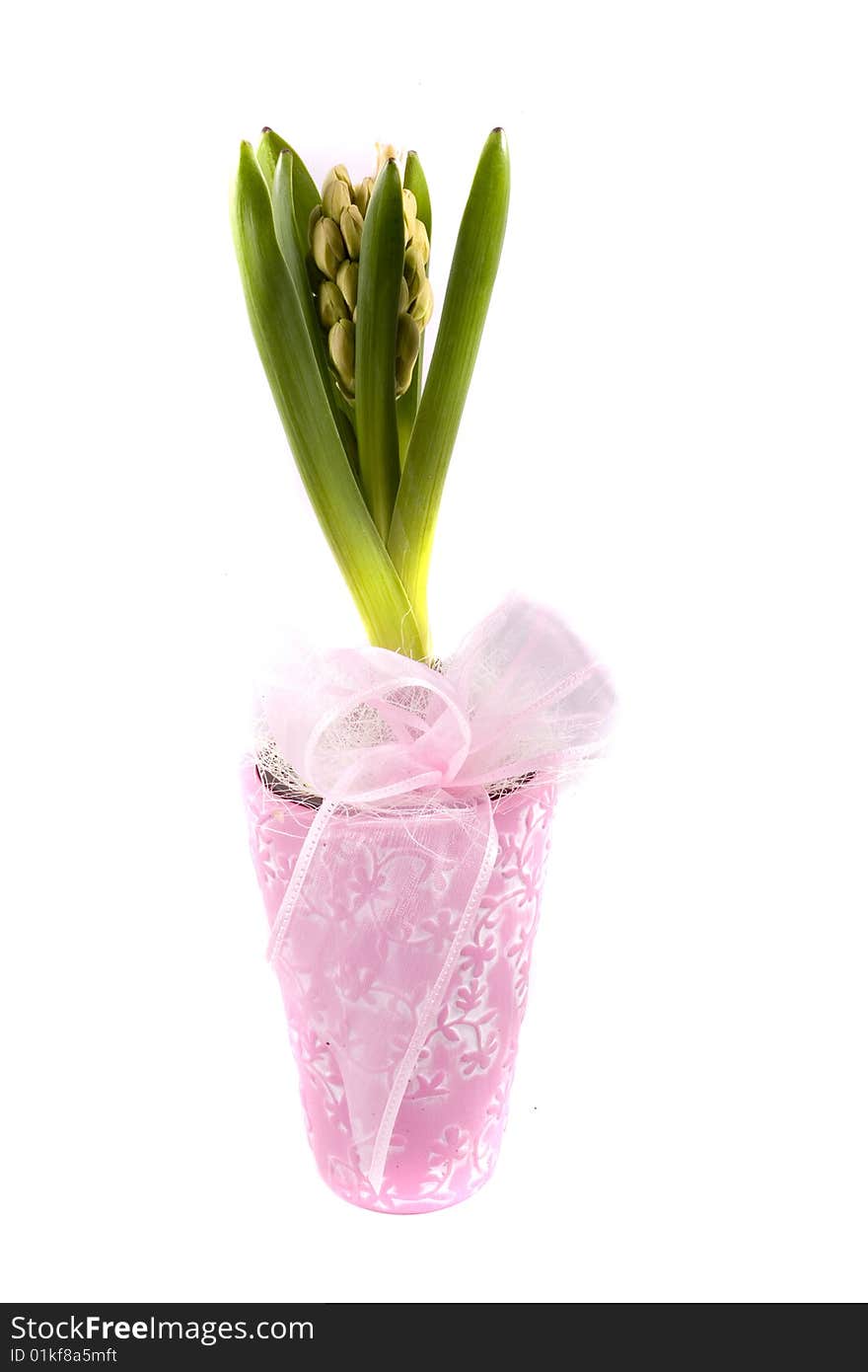 Spring flower pink hyacinth on white background. Spring flower pink hyacinth on white background