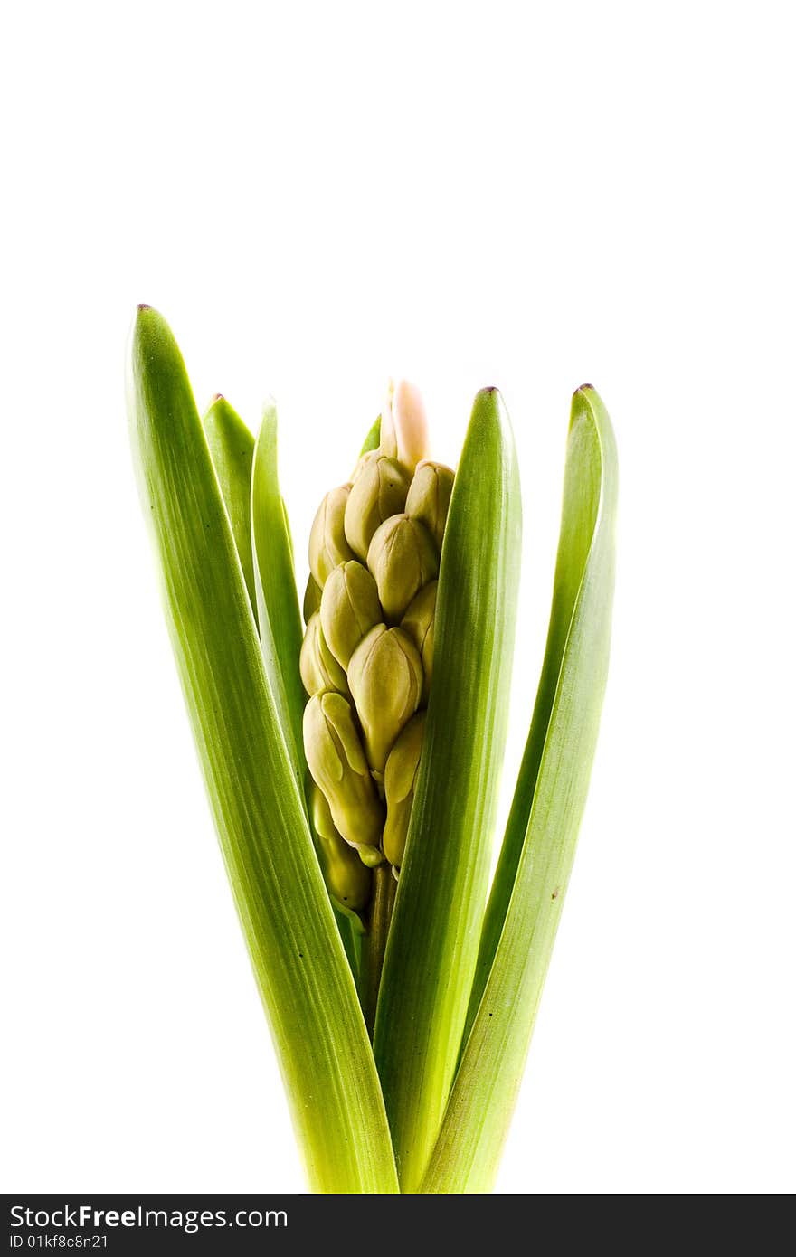 Spring flower pink hyacinth on white background. Spring flower pink hyacinth on white background